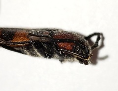 Zagymnus clerinus