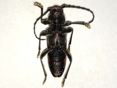 Zagymnus clerinus