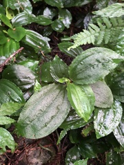 Odontochilus brevistylis