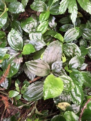 Odontochilus brevistylis