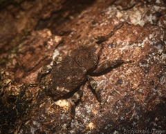 Poropterus bisignatus