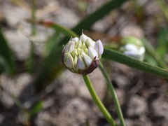 Allium lemmonii