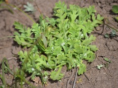 Nemophila pedunculata