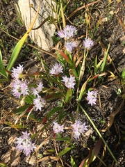 Allium lemmonii