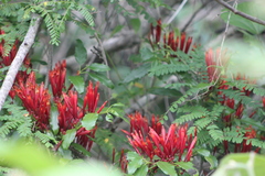 Agelanthus kraussianus