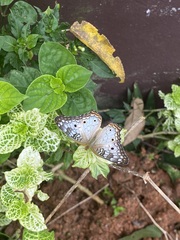 Anartia jatrophae
