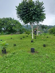 Cananga odorata
