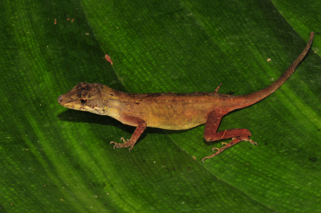 Cusuco Anole
