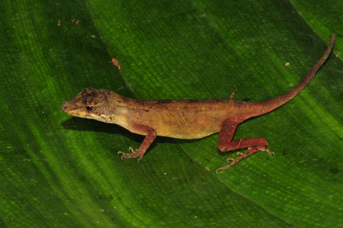 Cusuco Anole
