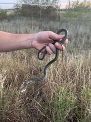 Masticophis schotti schotti