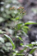 Senecio latifolius