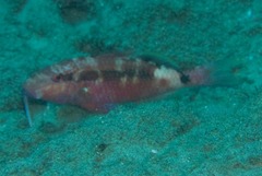 Parupeneus rubescens