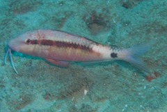 Parupeneus rubescens