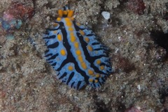 Phyllidia marindica