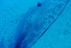 Pateobatis jenkinsii