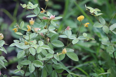 Argyrolobium tomentosum