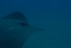 Pateobatis jenkinsii