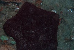 Asterodiscides belli