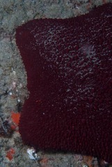 Asterodiscides belli