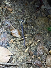 Gymnophiona