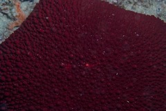 Asterodiscides belli