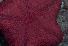 Asterodiscides belli