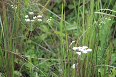 Lichtensteinia interrupta