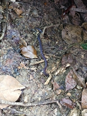 Gymnophiona
