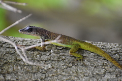 Anolis extremus
