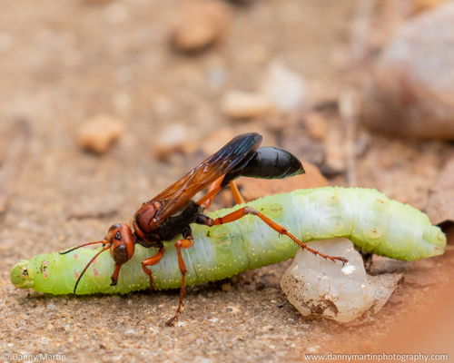 Parapsammophila erythrocephala · iNaturalist