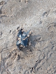 Psammobatis