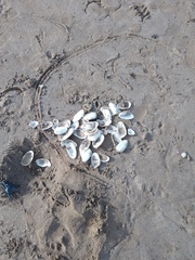 Amarilladesma mactroides