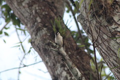 Campylorhynchus griseus