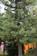 Juniperus bermudiana