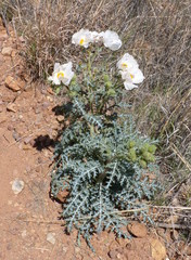 Argemone polyanthemos