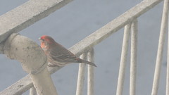 Haemorhous mexicanus