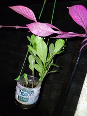 Erythroxylum coca