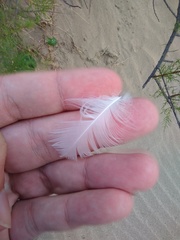 Chroicocephalus maculipennis