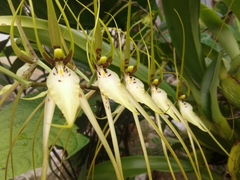 Brassia arcuigera