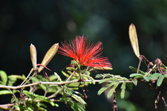 Calliandra tweediei