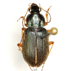 Chlaenius circumcinctus