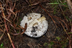 Amanita mutabilis