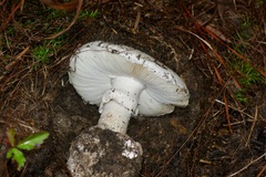 Amanita mutabilis