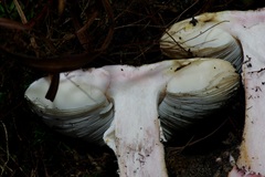 Amanita mutabilis