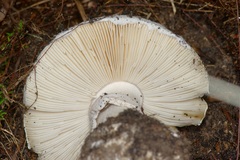 Amanita mutabilis