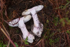 Amanita mutabilis