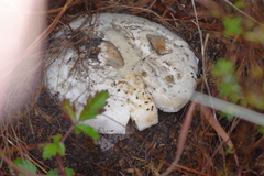 Amanita mutabilis