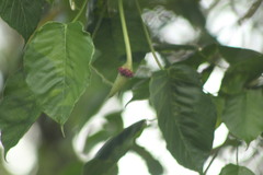 Hura polyandra