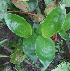 Sobralia macrophylla