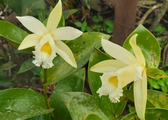 Sobralia macrophylla